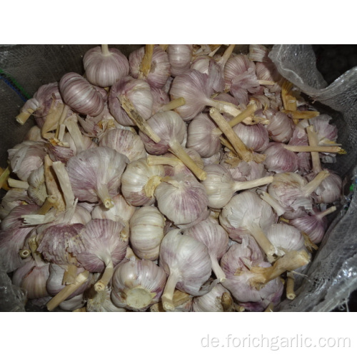 Frischer normaler weißer Knoblauch New Crop 2019